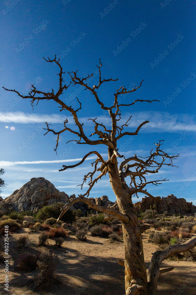 Gnarled tree silhouette against Joshua Tree's rocks and sky Gnarled tree silhouette against Joshua Tree's rocks and sky