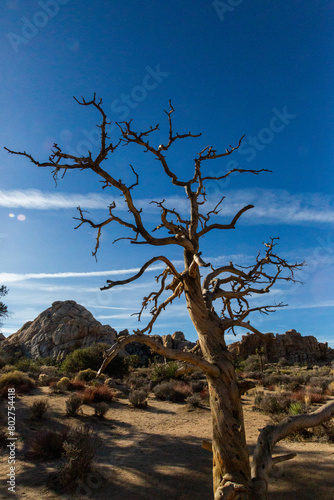 Gnarled tree silhouette against Joshua Tree s rocks and sky