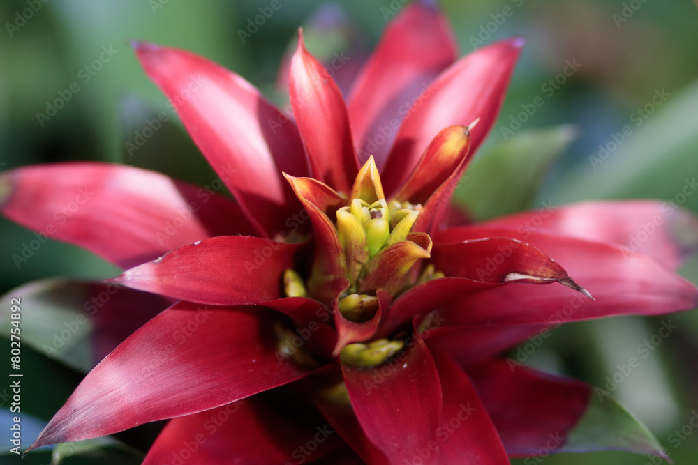 Vibrant red bloom with a soft, dreamy focus.