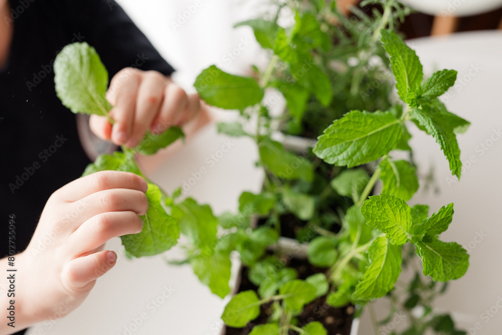 Child's hands harvesting mint from an indoor herb planter. Child's hands harvesting mint from an indoor herb planter.