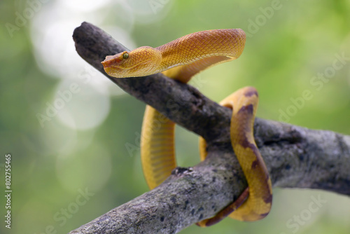 Mangrove pit viper on a tree branch © Cavan