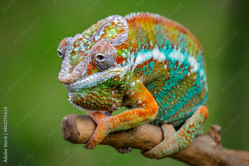 closeup panthera chameleon on branch closeup panthera chameleon on branch
