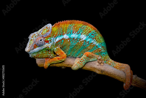 closeup panthera chameleon on branch