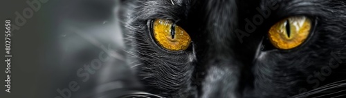 Closeup of a black cat with striking yellow eyes, perfect for themes of mystique and elegance in advertising photo