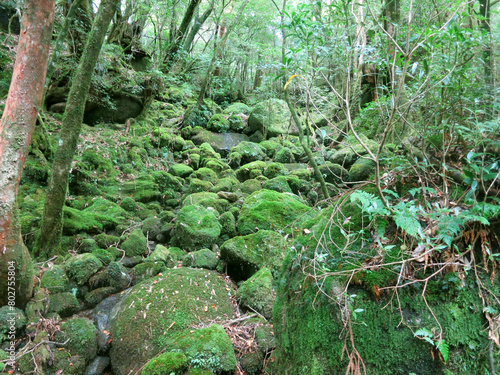 Yakushima mystical forest landscape scenery with trees and stones completely overgrown with green fluffy moss