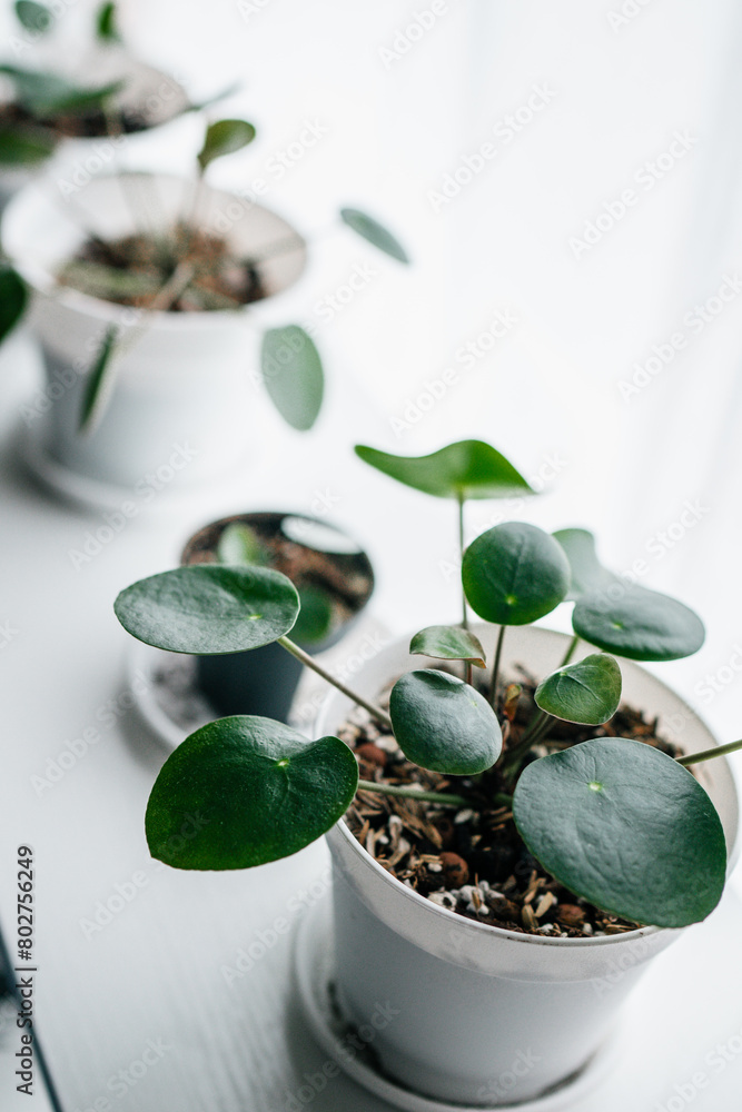 Pilea peperomioides propagation, young plant Pilea peperomioides propagation, young plant