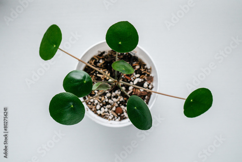 Pilea peperomioides, overhead view of small plant photo