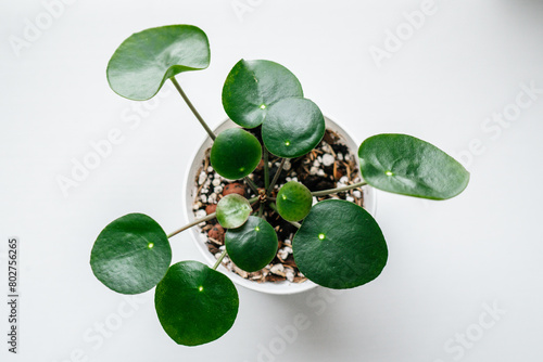 Pilea peperomioides, overhead view of young plant photo