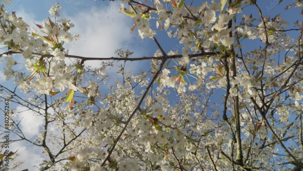 Blossoming cherry tree branches against a blue sky. Blossoming cherry tree branches against a blue sky.