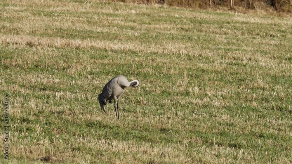 A Common Crane Standing On A Field In Indre Fosen, Norway - Wide Shot A Common Crane Standing On A Field In Indre Fosen, Norway - Wide Shot