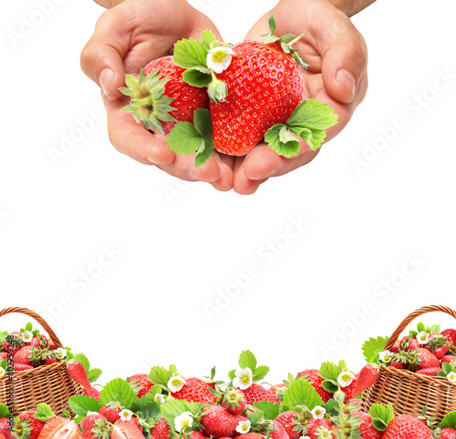 Hands strawberries in a basket isolated