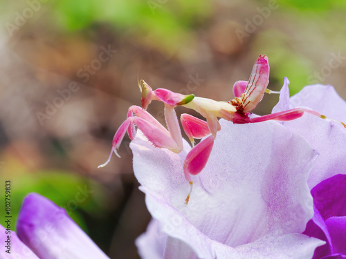 Orchid mantis walking on the leaf and flower