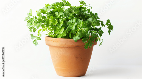 Pot with fresh aromatic parsley on white background