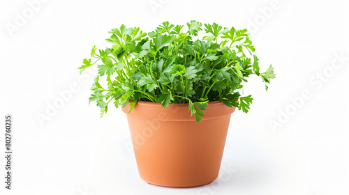 Pot with fresh aromatic parsley on white background