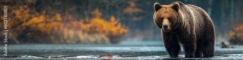 brown bear catch fish in forest river in nature. Panoramic wide autumn landscape
