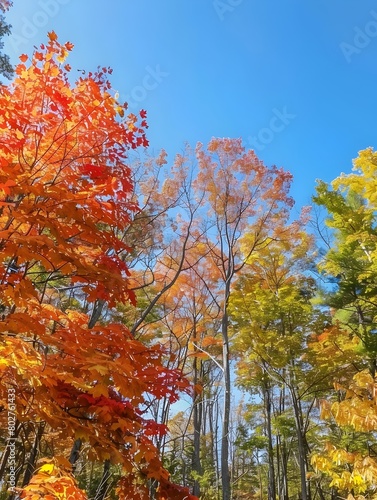 Magnificent Autumn Forest with Vibrant Foliage Contrasting Against Clear Blue Sky
