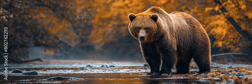 large grizzly bear catch fish in water of forest river in spring. Panoramic nature landscape