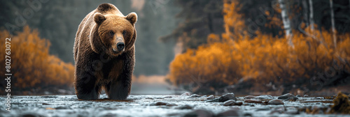 large brown bear on water of forest river. Panoramic wide wild nature landscape © alexkoral