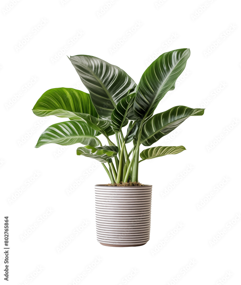 Elegant plant with striking leaf patterns in a ribbed, white pot isolated on a transparent background. Generative AI Elegant plant with striking leaf patterns in a ribbed, white pot isolated on a transparent background. Generative AI