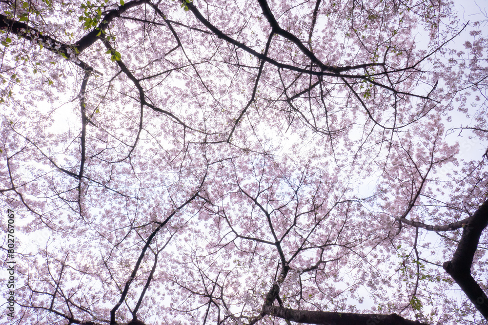 桜