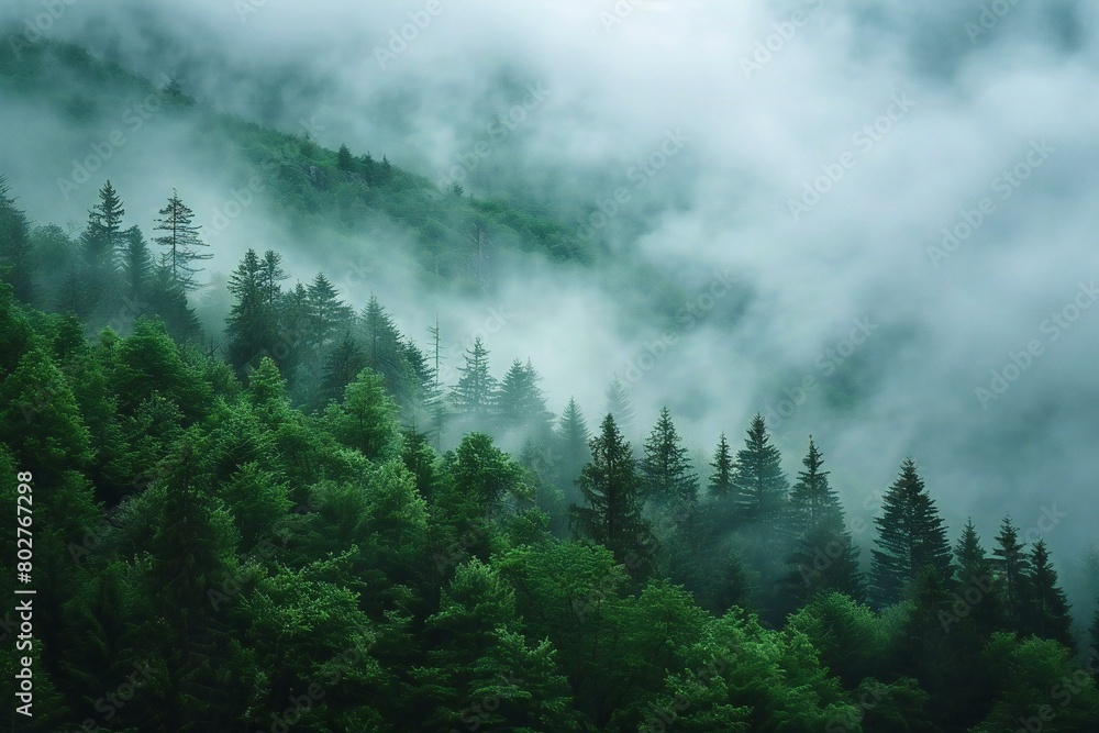 Foggy forest in the Carpathian mountains, Ukraine
