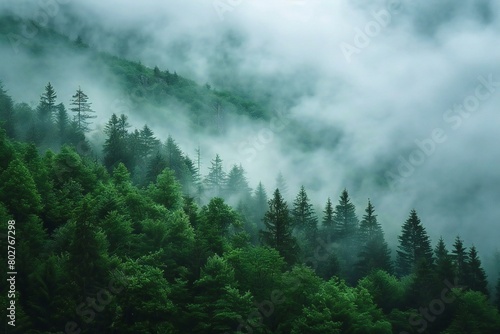 Foggy forest in the Carpathian mountains  Ukraine