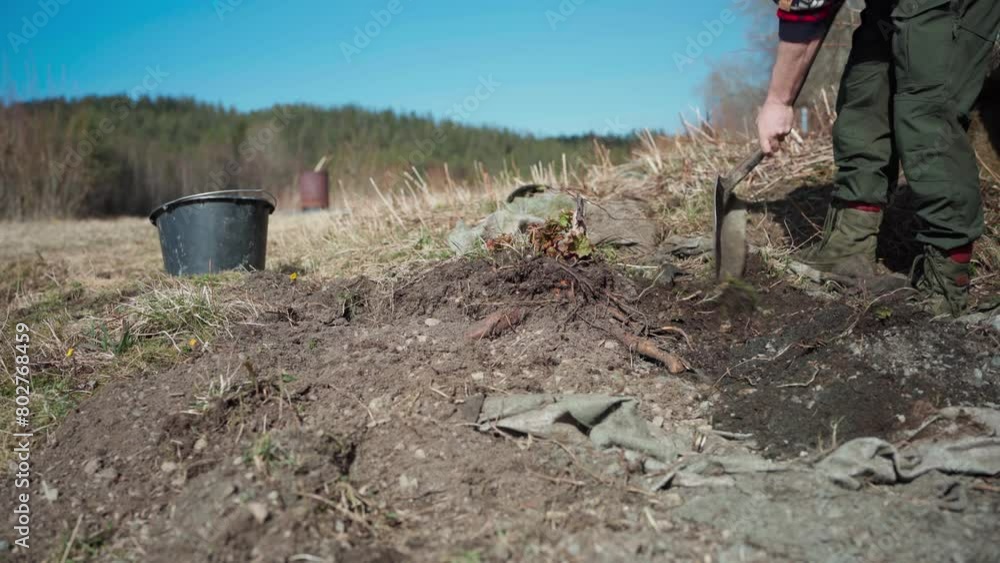 Scraping Soil With Shovel On Farm Field To Harvest Root Crop. static shot Scraping Soil With Shovel On Farm Field To Harvest Root Crop. static shot