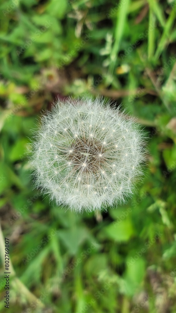 タンポポの綿毛/dandelion fluff/민들레 솜털 タンポポの綿毛/dandelion fluff/민들레 솜털