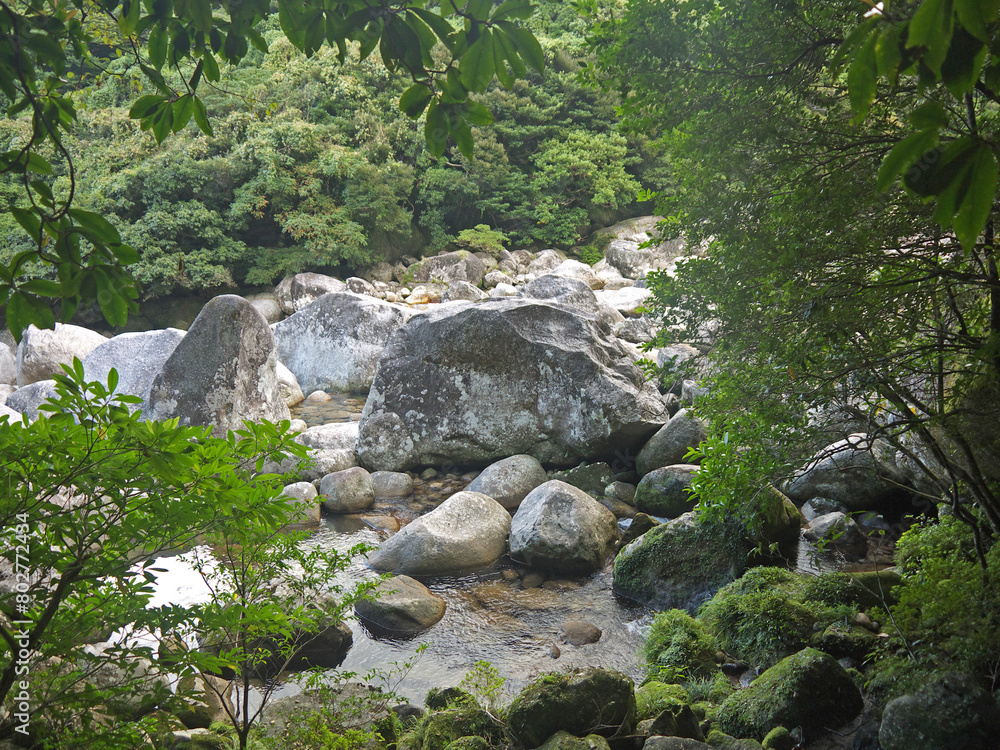 Yakushima nature scenery with Mountain river stone riverbank with boulders and green tropical forest Yakushima nature scenery with Mountain river stone riverbank with boulders and green tropical forest
