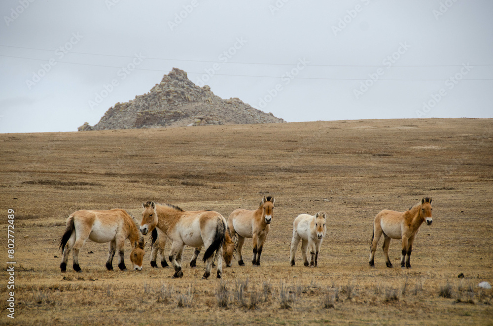 Obraz premium Mongolia horse