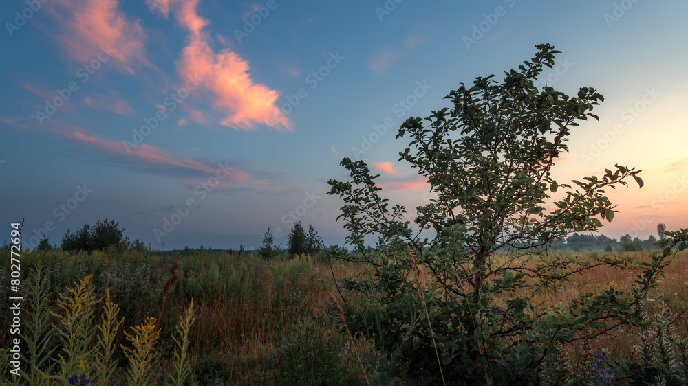 Summer morning in field. Landscape in morning. Golden hour in nature. Summer morning in field. Landscape in morning. Golden hour in nature.