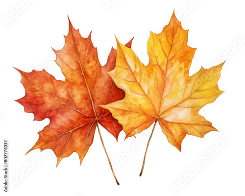 a vibrant red maple leaf isolated against a white background  showcasing the rich colors of autumn including yellow  orange  gold  and brown
