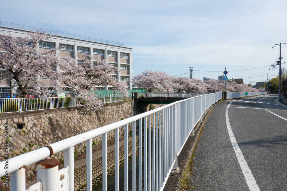 妙法寺川の桜並木