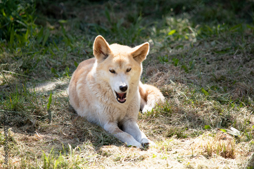 Dingos are a dog-like wolf. Dingos have a long muzzle, erect ears and strong claws. They usually have a ginger coat and most have white markings on their feet, tail tip and chest.