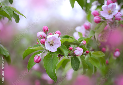 A blooming branch of an apple tree with pink flowers and buds in a spring garden. Apple tree champion photo