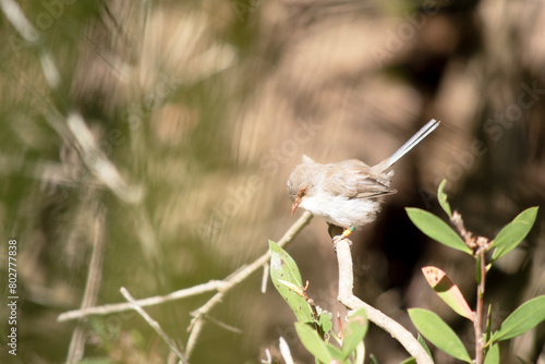 the female fairy wren has a light brown body with a white ches and orange eye surround
