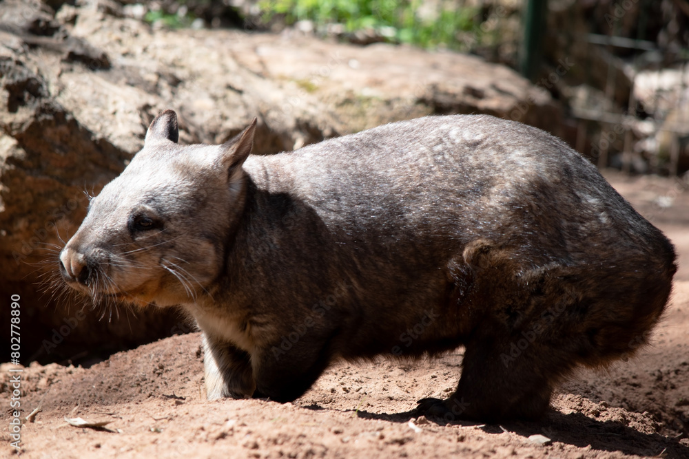 The hairy-nosed wombats have softer fur, longer and more pointed ears and a broader muzzle fringed with fine whiskers then common wombats. The hairy-nosed wombats have softer fur, longer and more pointed ears and a broader muzzle fringed with fine whiskers then common wombats.