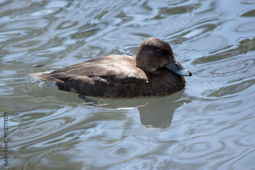 The Hardhead also White-eyed Duck has a brown body and white underside.