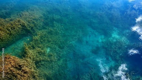 Transparent water in the lake  visible algae.