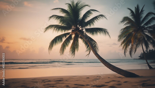 tall coconut tree with a single branch reaching to the sea on the beach in a tropical location  side view 