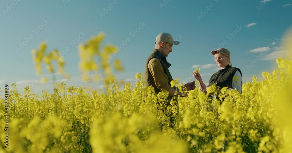 Two farmers work in a picturesque field of blooming rapeseed Two farmers work in a picturesque field of blooming rapeseed