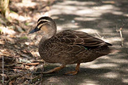 the Pacific black duck has a dark body and a paler head with a dark crown and facial stripes. Its feathers are dark brown with tan edges photo