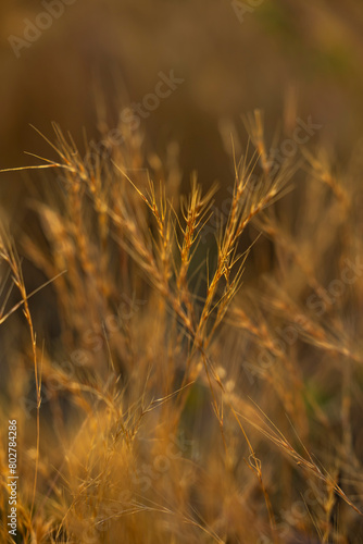 golden wheat field