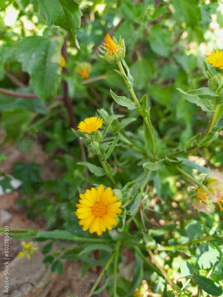 Beautiful small yellow flowers Beautiful small yellow flowers