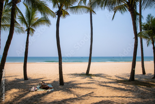 palm trees on the beach in vietnam