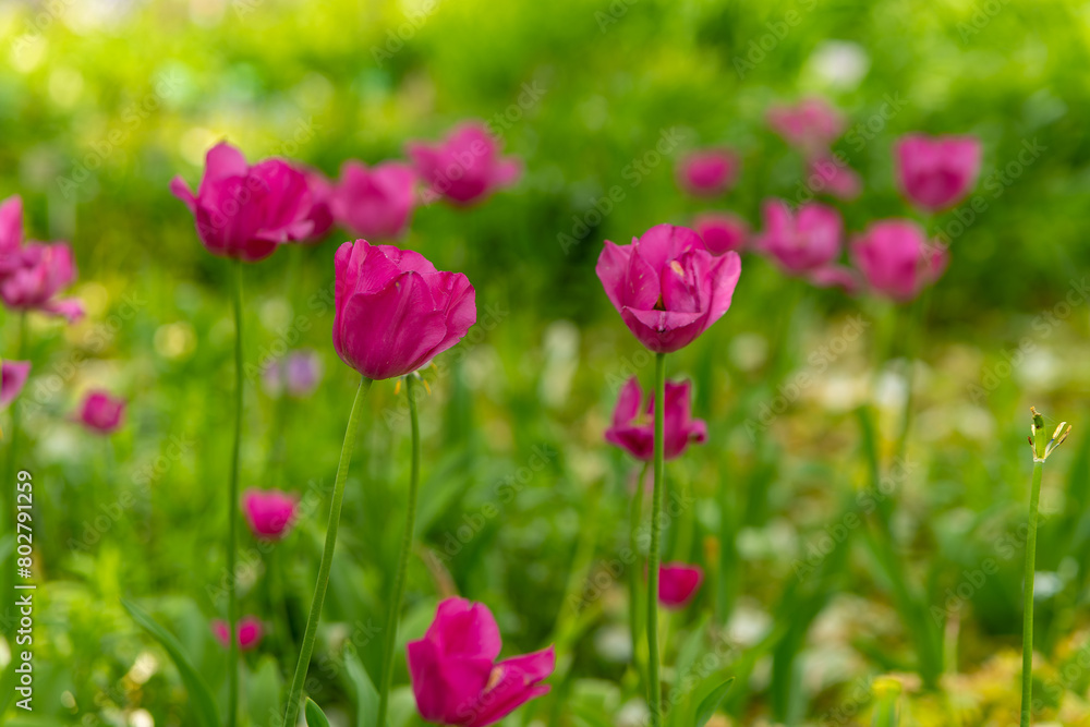 purple blooming tulips on a meadow in spring purple blooming tulips on a meadow in spring