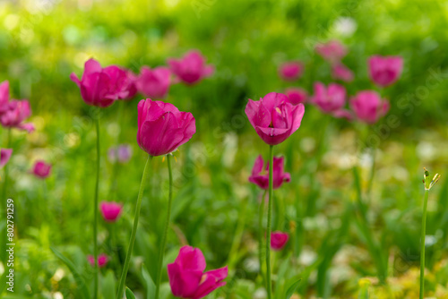 purple blooming tulips on a meadow in spring © funkenzauber