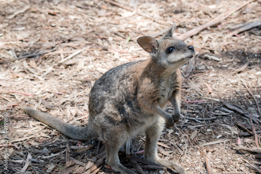 the tammar wallaby is standing on its hind legs looking up the tammar wallaby is standing on its hind legs looking up