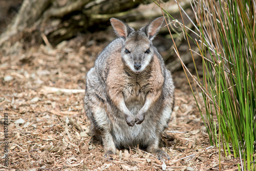 the tammar wallaby is mostly grey with tan paws, shoulders and a white chest