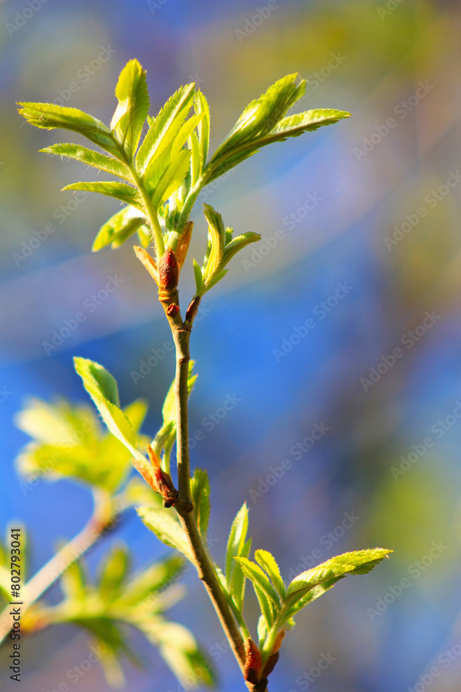 Obraz premium leaves on a branch
